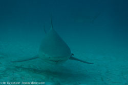 BD-101205-Playa-del-Carmen-2598-Carcharhinus-leucas-(Müller---Henle.-1839)-[Bull-shark.-Tjurhaj].jpg